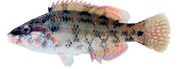 Symphodus tinca_000000004